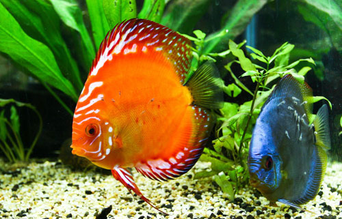 居家養魚風水講究，怎么養魚招財運？