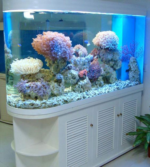 居家養魚風水講究，怎么養魚招財運？