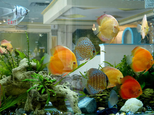 居家養魚風水講究，怎么養魚招財運？