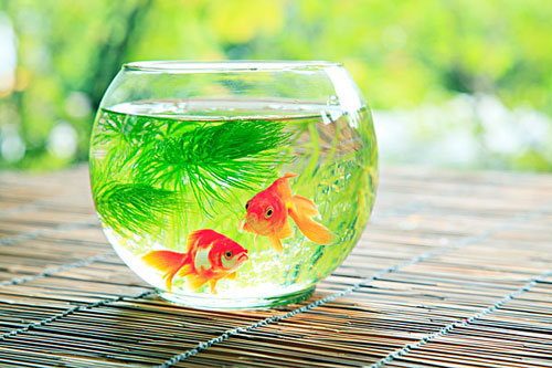 居家養魚風水講究，怎么養魚招財運？